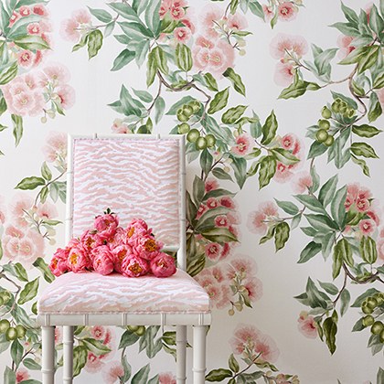 Anna French Camellia Garden Wallpaper in Spring on White